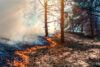 Prescribed-burn-Forest-Fire