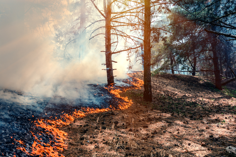 Prescribed-burn-Forest-Fire