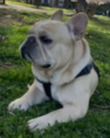 Search underway for missing french bulldog after d. C. Vehicle theft