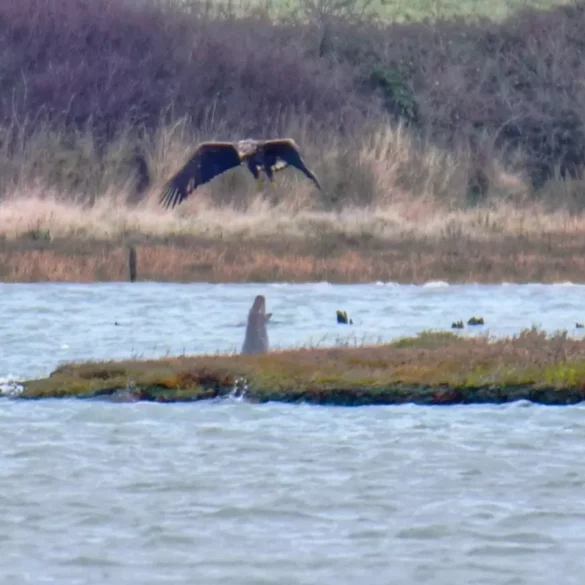 A white-tailed eagle swoops towards the water's surface with an adult grey seal directly beneath. Image credit: clare jacobs.