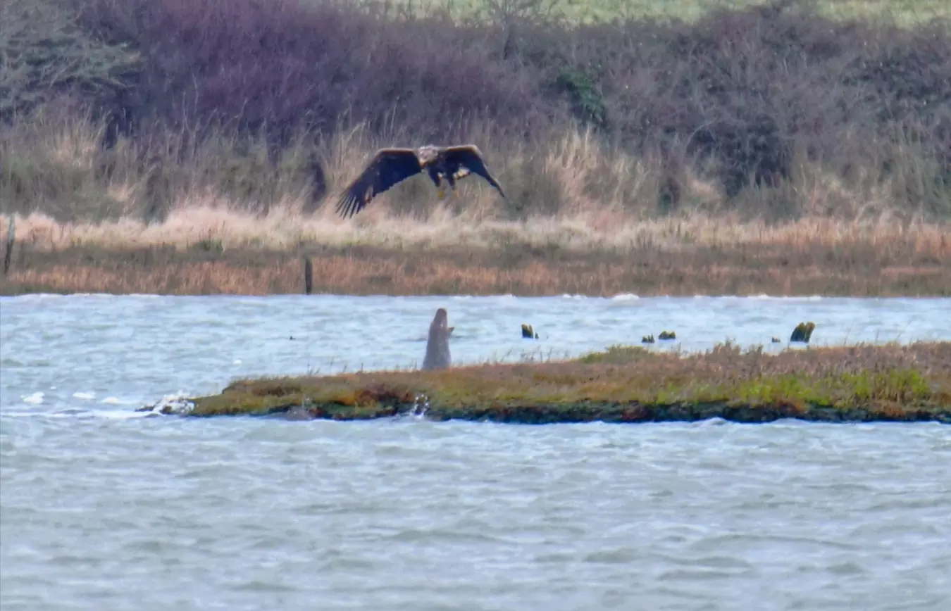 A white-tailed eagle swoops towards the water's surface with an adult grey seal directly beneath. Image credit: Clare Jacobs.