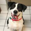 Snoopy, a new best friend awaits at forked river shelter