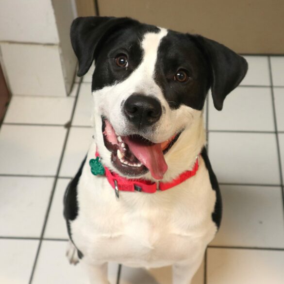 Snoopy, a new best friend awaits at forked river shelter - photo licensed by shore news network.