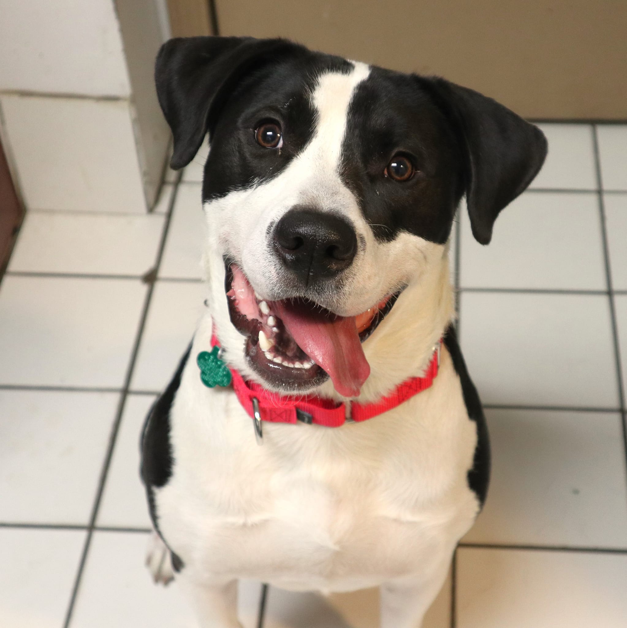 Snoopy, A New Best Friend Awaits at Forked River Shelter