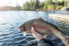 Trout Fish