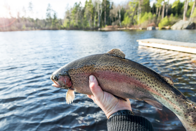 Trout Fish