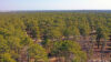 Travel nj: new jersey's whiting wildlife management area: a sanctuary for flora and fauna