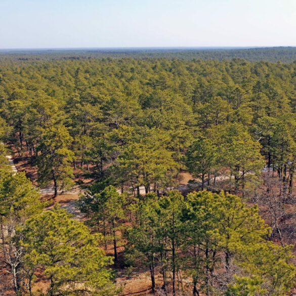 Travel nj: new jersey's whiting wildlife management area: a sanctuary for flora and fauna - photo licensed by shore news network.