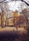 Woman-Walking-Dog-Central-Park