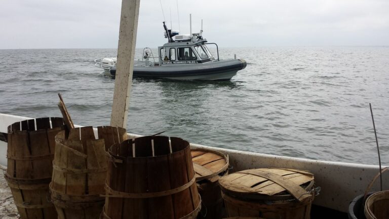 Tangier man pleads guilty to overharvesting and illegally selling chesapeake blue crabs - photo licensed by shore news network.