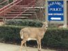Deer pays a visit to paramus police department