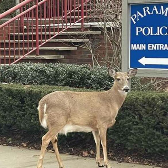Deer pays a visit to paramus police department - photo licensed by shore news network.