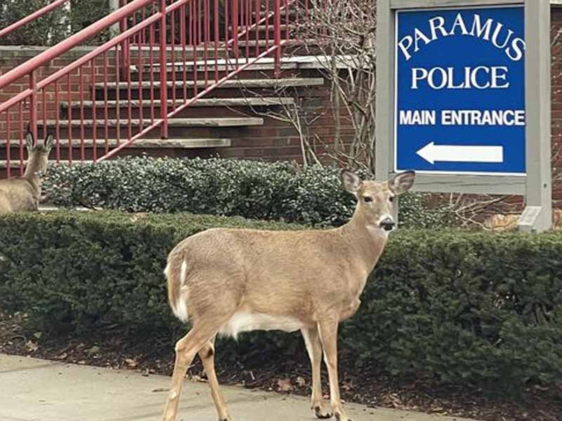 Deer Pays a Visit to Paramus Police Department