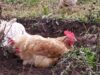 Galloway township cockfighting raid leads to calls for legislative action Galloway township cockfighting raid leads to calls for legislative action