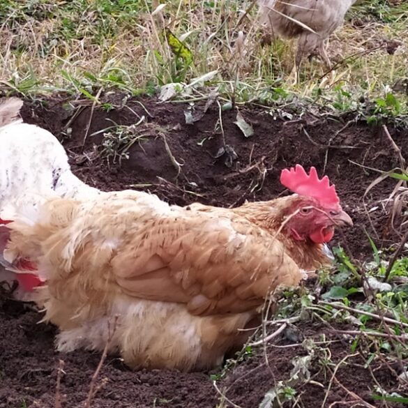 Galloway township cockfighting raid leads to calls for legislative action - photo licensed by shore news network.