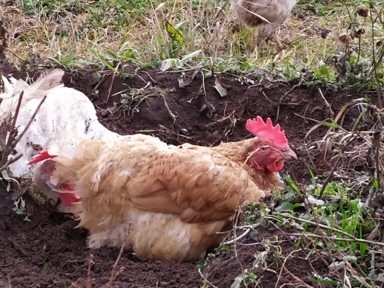 Galloway township cockfighting raid leads to calls for legislative action - photo licensed by shore news network.