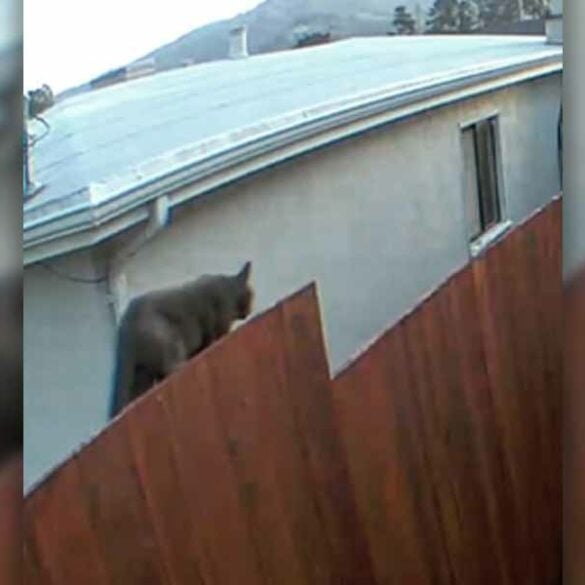 Police mistake neighborhood cat for mountain lion on facebook - photo licensed by shore news network.