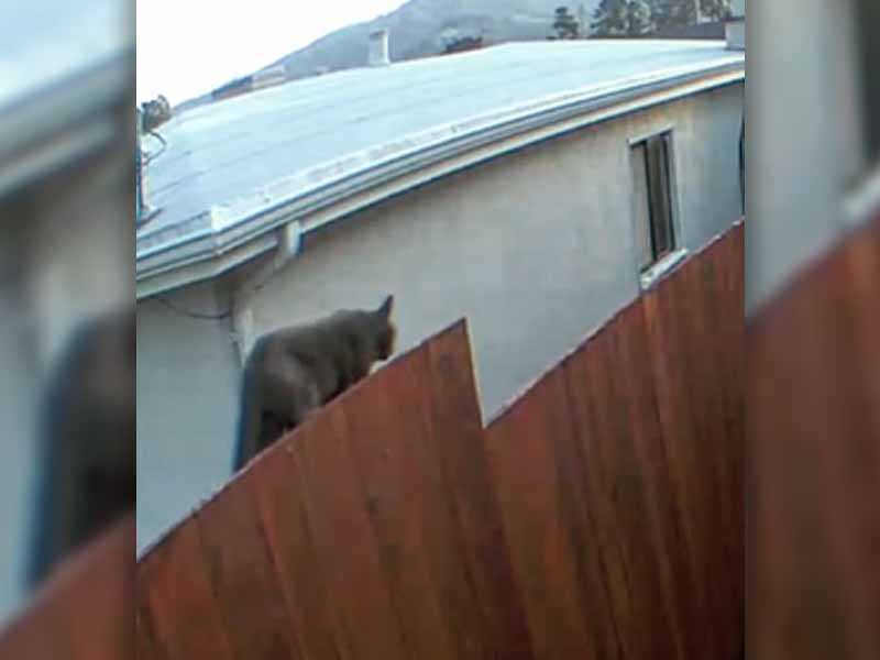 Police Mistake Neighborhood Cat for Mountain Lion on Facebook