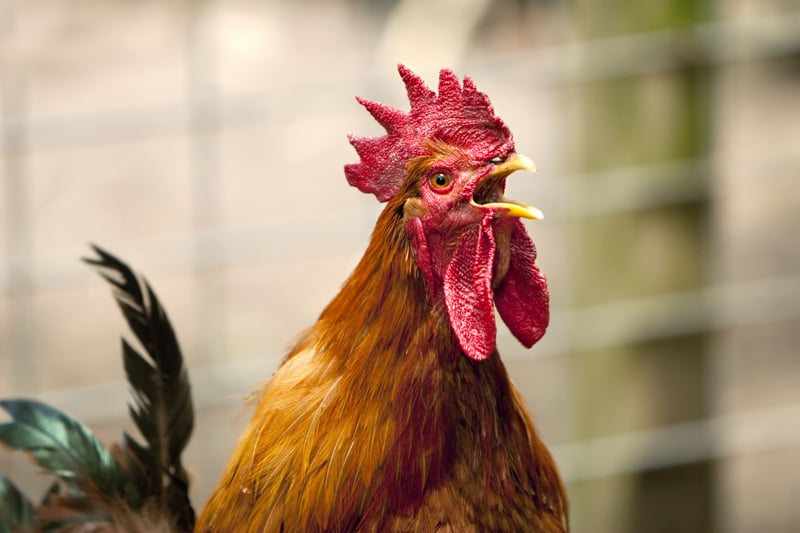 Major Cockfighting Operation Dismantled in Galloway Township