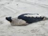 Harp seal rescued and recovering at marine mammal stranding center