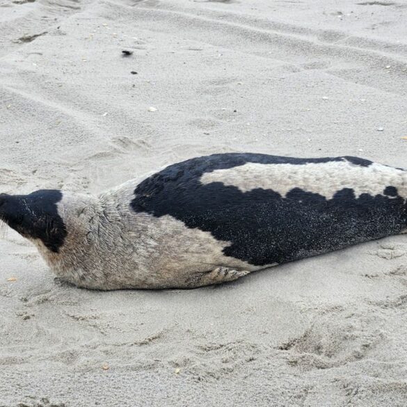 Harp seal rescued and recovering at marine mammal stranding center - photo licensed by shore news network.