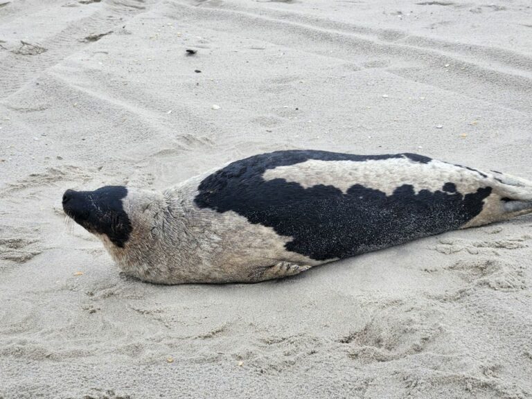 Harp seal rescued and recovering at marine mammal stranding center - photo licensed by shore news network.
