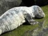 Seal trapped in jetty rescued, crows blamed