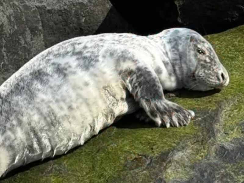 Seal Trapped in Jetty Rescued, Crows Blamed