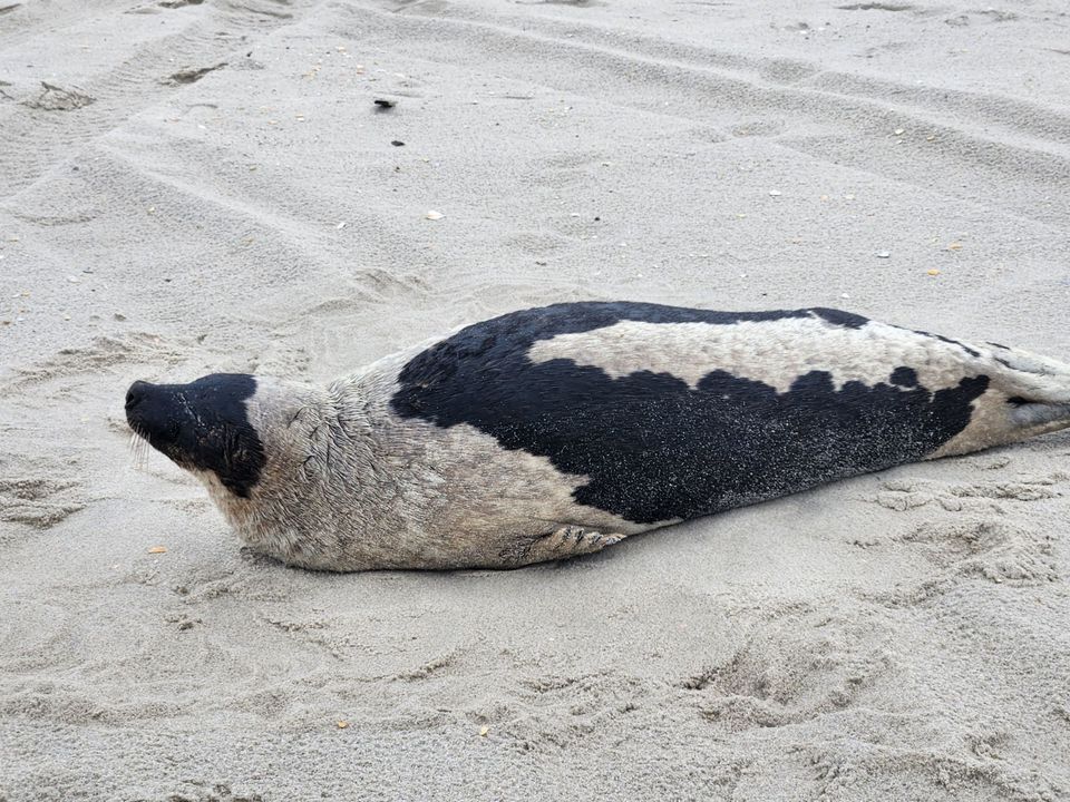 Harp Seal Rescued and Recovering at Marine Mammal Stranding Center