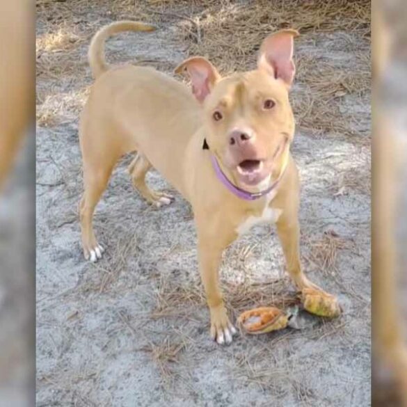 Shelter hoping wonderful dog in captivity can finally find a forever home - photo licensed by shore news network.