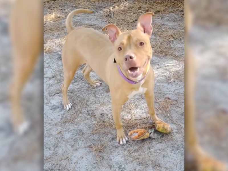 Shelter Hoping Wonderful Dog in Captivity Can Finally Find a Forever Home