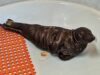 Distressed seal pup rescued in monmouth beach