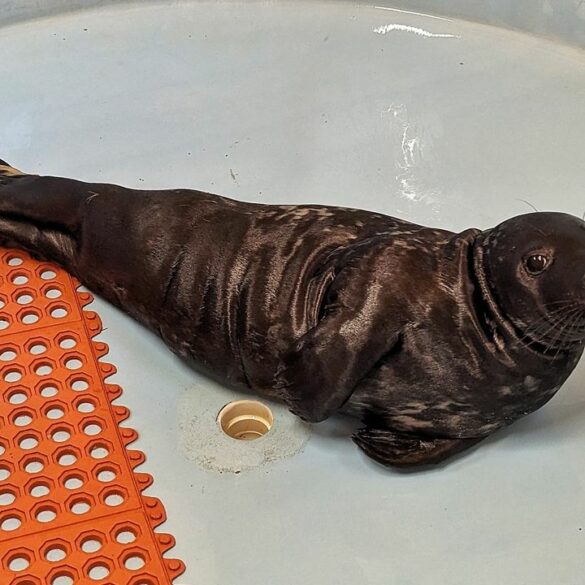 Distressed seal pup rescued in monmouth beach - photo licensed by shore news network.