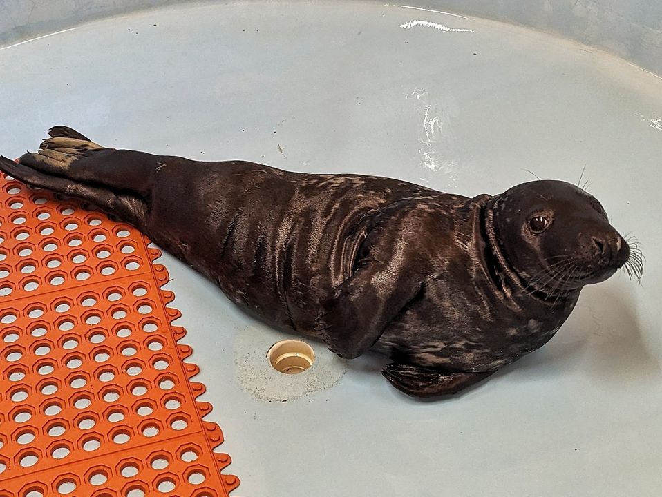 Distressed Seal Pup Rescued in Monmouth Beach