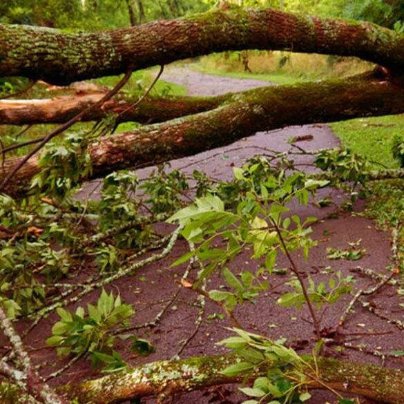 Downed tree - file photo