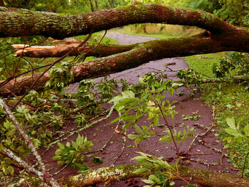 Downed Tree - File Photo