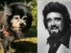 Lost Dog Found in Bethlehem Township Looks Like Wolfman Jack