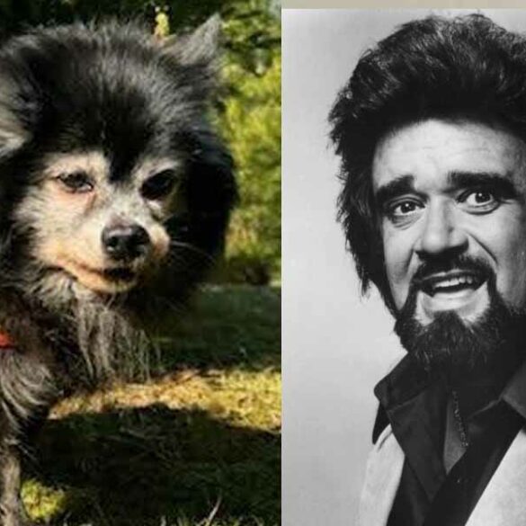 Lost dog found in bethlehem township looks like wolfman jack - photo licensed by shore news network.