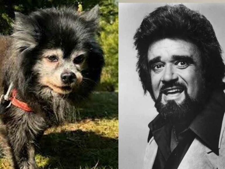 Lost dog found in bethlehem township looks like wolfman jack - photo licensed by shore news network.