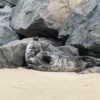 Marine mammal stranding center rescues entangled seal in long branch