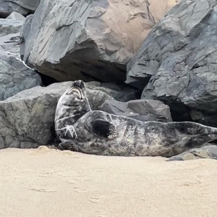 Marine Mammal Stranding Center Rescues Entangled Seal in Long Branch