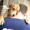 New home sought for spirited puppy found as stray in forked river