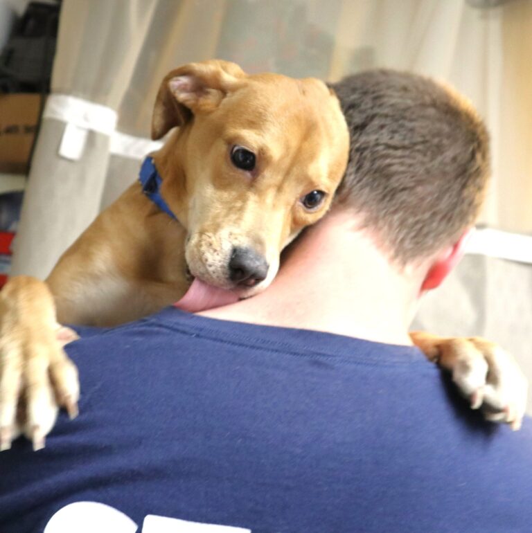 New home sought for spirited puppy found as stray in forked river - photo licensed by shore news network.