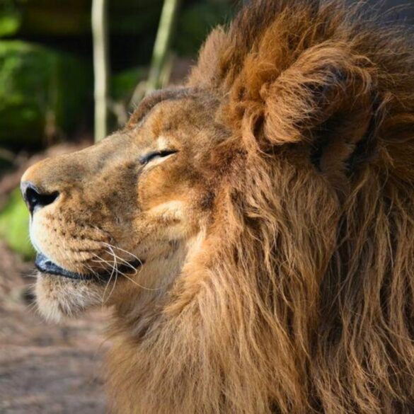 Zoo mourns loss of beloved simba - photo licensed by shore news network.