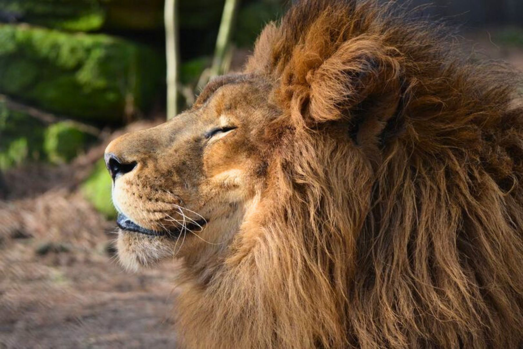 Zoo Mourns Loss of Beloved Simba