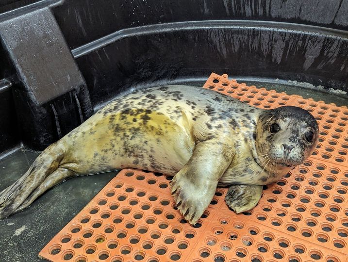 Injured Seal Joins 16 Others At Shore Mammal Stranding Center
