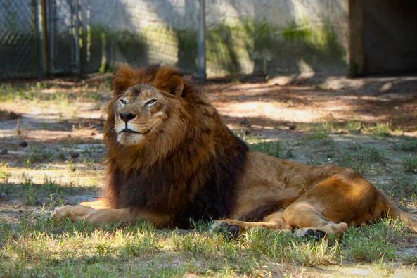 Zoo Mourns Loss of Beloved Simba