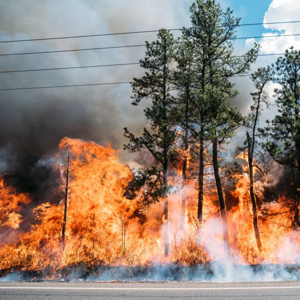 510 acre south jersey forest fire contained, officials report - photo licensed by shore news network.