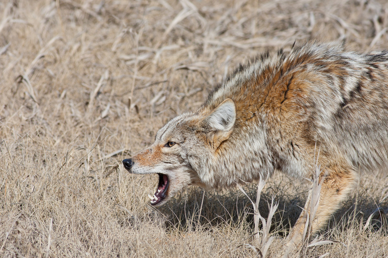 Coyote Attacks on Dogs in Connecticut Prompts Police Advisory