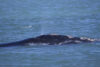 Another north atlantic right whale found dead off virginia beach